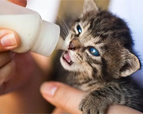 Posso dar leite pro meu gato? clínica veterinária 24h