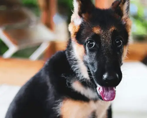 Pet com língua roxa: sinal de falta de oxigenação? clínica veterinária 24h