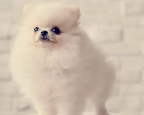 Lulu da Pomerânia: Cuidados Para Uma Vida Saudável, clínica veterinária 24h