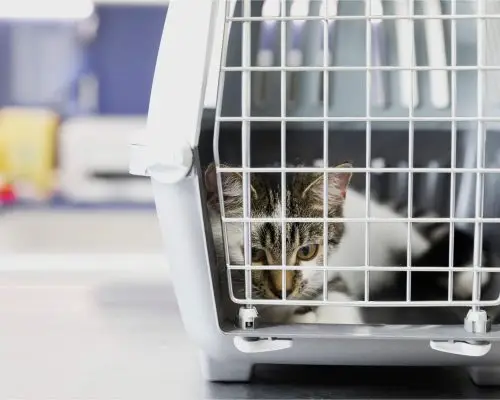 Meu pet foi mal atendido: o que fazer? clínica veterinária 24h