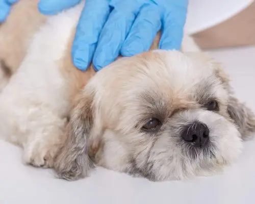 Malassezia canina: O que é, sintomas e como tratar? clínica veterinária 24h