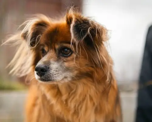 Mudanças de comportamento no pet: quando se preocupar? clínica veterinária 24h