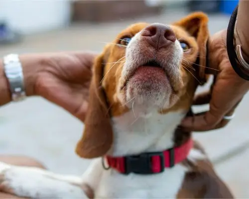 Meu cachorro está com nódulo: pode ser câncer? clínica veterinária 24h