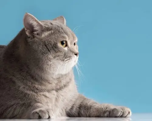 Obesidade e desequilíbrio hormonal em pets, clínica veterinária 24h