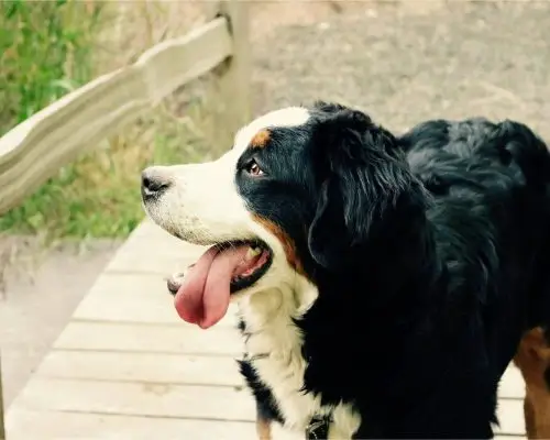 Meu cachorro está com falta de ar: pode ser problema no coração? clínica veterinária 24h