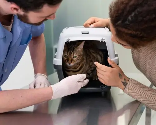 Meu pet operado está muito quieto: isso é normal? clínica veterinária 24h