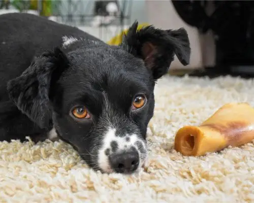 Cachorro pode comer osso? clínica veterinária 24h