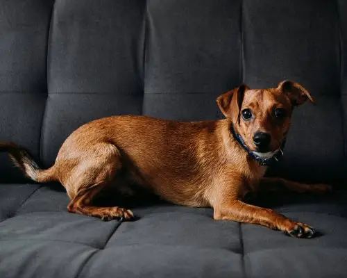 Pet com rigidez muscular: é sintoma de doença neurológica? clínica veterinária 24h
