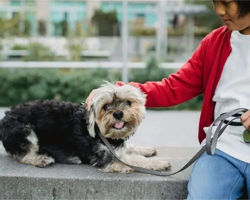 Meu cachorro não quer andar no passeio: o que pode ser? clínica veterinária 24h
