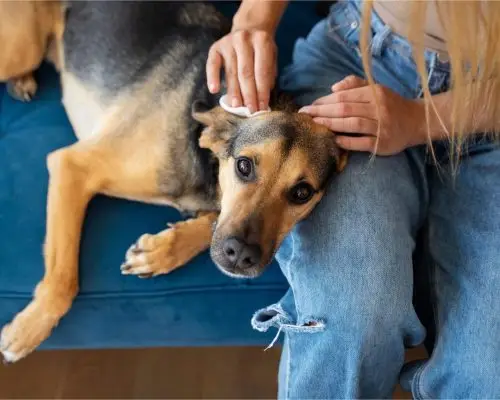 Meu pet está com feridas na pele: o que pode causar? clínica veterinária 24h