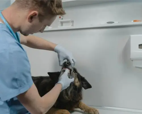 Periodontite em pets: o que é e como tratar? clínica veterinária 24h