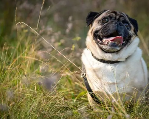 Pet com aumento de peso repentino: pode ser hormonal? clínica veterinária 24h