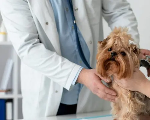 Dietas para pets com hipotireoidismo, clínica veterinária 24h
