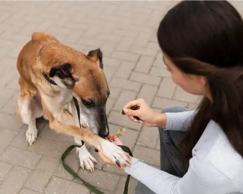 Meu pet perdeu peso sem dieta: pode ser hormonal? clínica veterinária 24h