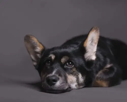 Meu pet está muito quieto: isso é sinal de doença? clínica veterinária 24h
