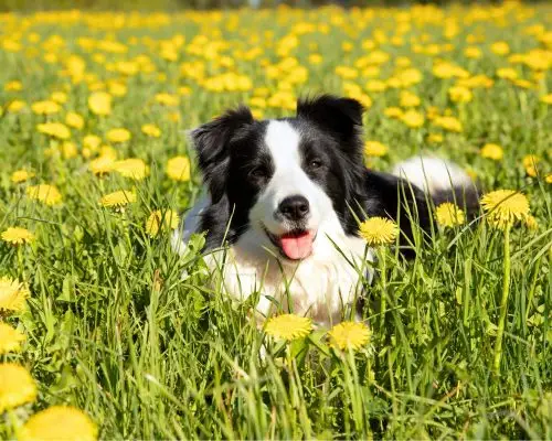 O que fazer se o cachorro comer planta tóxica? clínica veterinária 24h