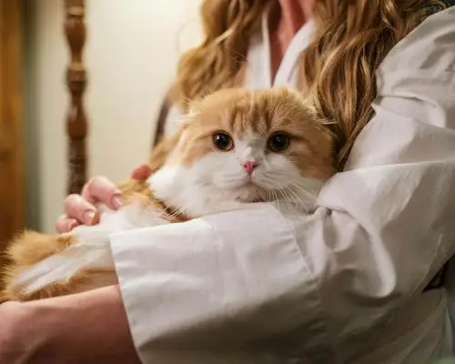 Por que o gato prefere certas pessoas? clínica veterinária 24h