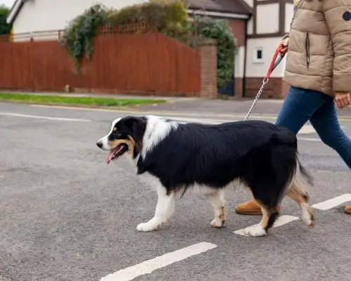 Posso passear com um pet com problema no coração? clínica veterinária 24h