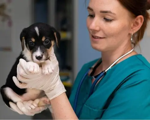 Quantas Doses de Vacina um Cachorro Filhote Precisa? clínica veterinária 24h