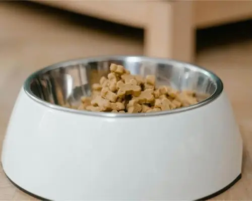 Ração cara é sempre melhor? clínica veterinária 24h