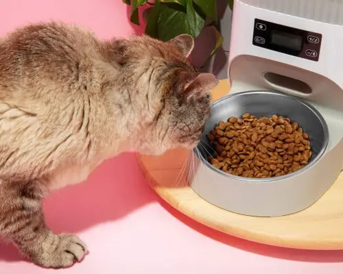 Ração para Gatos: Como Escolher a Ideal? clínica veterinária 24h