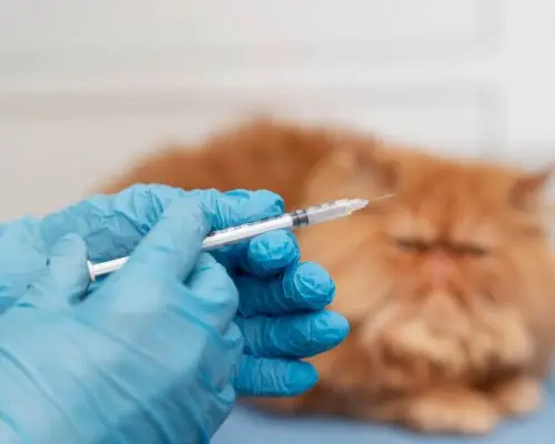 Vacina de raiva para gato: Quando fazer e quanto custa? clínica veterinária 24h