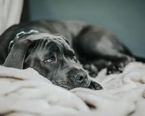 Meu pet teve reação à vacina: o que fazer?
