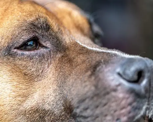 Remela no olho: O que pode ser? clínica veterinária 24h
