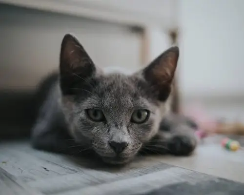 Como saber se meu gato está com insuficiência renal? clínica veterinária 24h