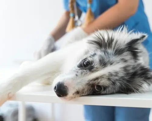 O que é o cálculo renal em animais e como tratar? clínica veterinária 24h