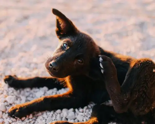 Sarna em Cachorro: Como Identificar e Tratar, clínica veterinária 24h