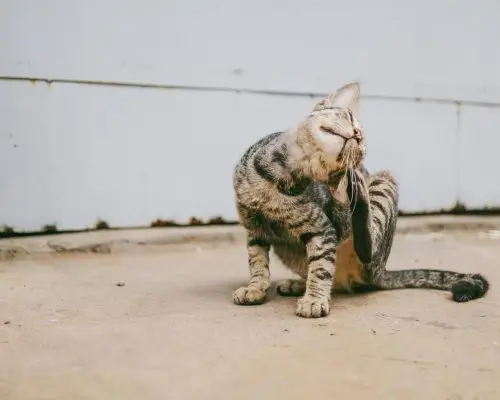 Meu pet está coçando demais: como saber se é alergia? clínica veterinária 24h