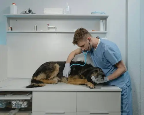 Diferença entre sopro funcional e patológico, clínica veterinária 24h