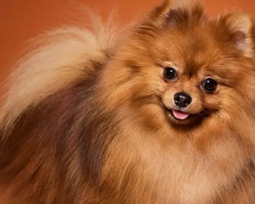 Spitz: Cuidados Essenciais para uma Vida Saudável, clínica veterinária 24h