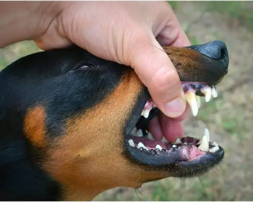 Tártaro em cachorro: como limpar sem machucar? clínica veterinária 24h