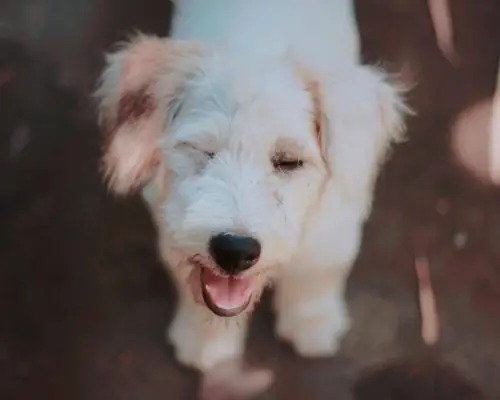 Tique nervoso em pets: quando investigar? clínica veterinária 24h