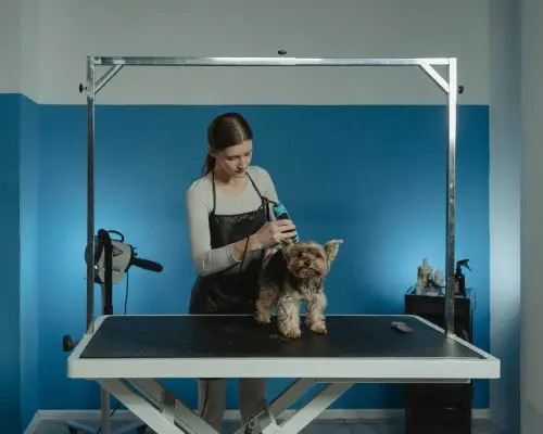 O que são tosa higiênica e tosa terapêutica? clínica veterinária 24h