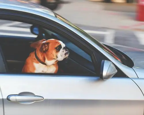 Como transportar o pet com segurança no carro? clínica veterinária 24h