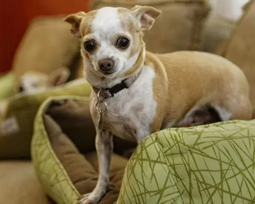 Meu cachorro treme mesmo sem estar com frio: é normal? clínica veterinária 24h