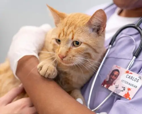 Gato com ureia alta: precisa internar? clínica veterinária 24h