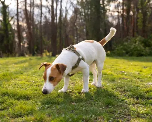 Meu cachorro está urinando muito: pode ser diabetes ou rim? clínica veterinária 24h