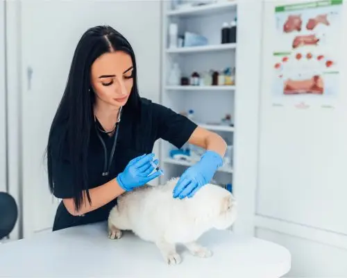 Quanto custa vacina de gato em 2025 em Maringá? clínica veterinária 24h
