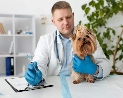 Vacina de Raiva para Cachorro: Quando Fazer e Quanto Custa? clínica veterinária 24h