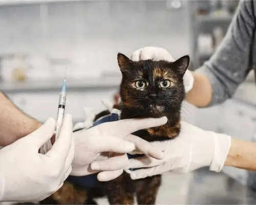 Vacinas essenciais para gatos: quais são e quando dar? clínica veterinária 24h