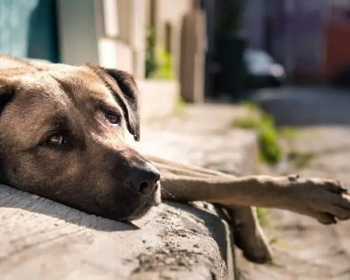 Como saber se meu cachorro está com vermes? clínica veterinária 24h
