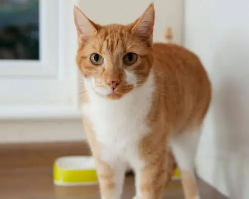 O caso da gata que parou de comer por um motivo inesperado, clínica veterinária 24h