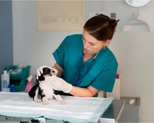 O caso do filhote que quase se afogou no próprio vômito, clínica veterinária 24h