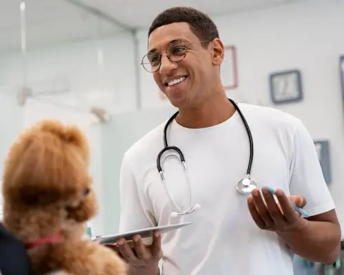 O guia definitivo para entender orçamento veterinário, clínica veterinária 24h