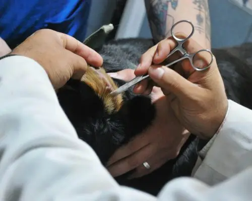 O plantão mais difícil: como a equipe se prepara, clínica veterinária 24h