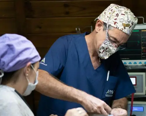 O que é suporte avançado de vida em veterinária, clínica veterinária 24h